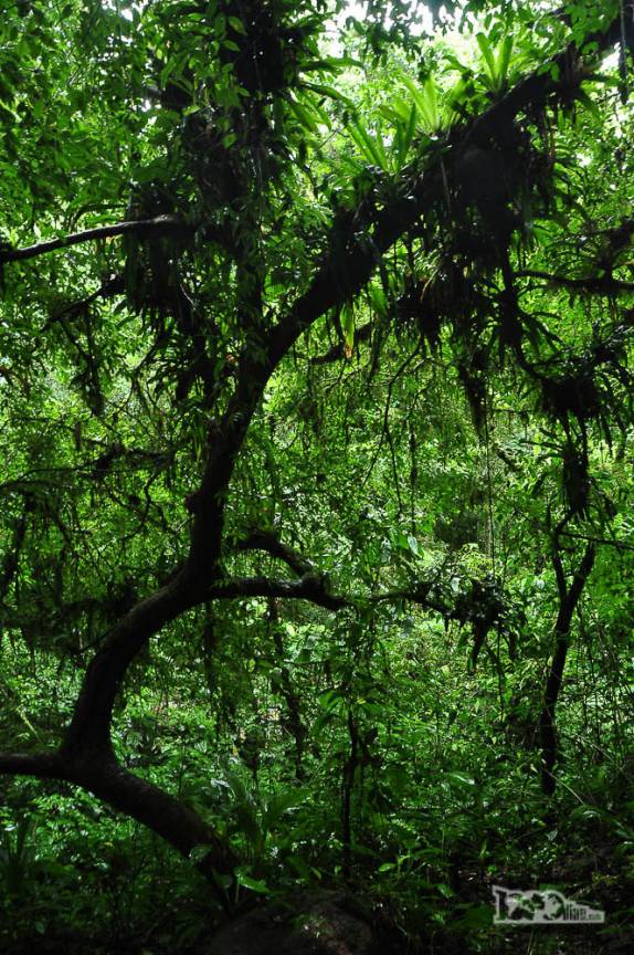 A densa Mata Atlântica na região de Antonina, litoral do Paraná